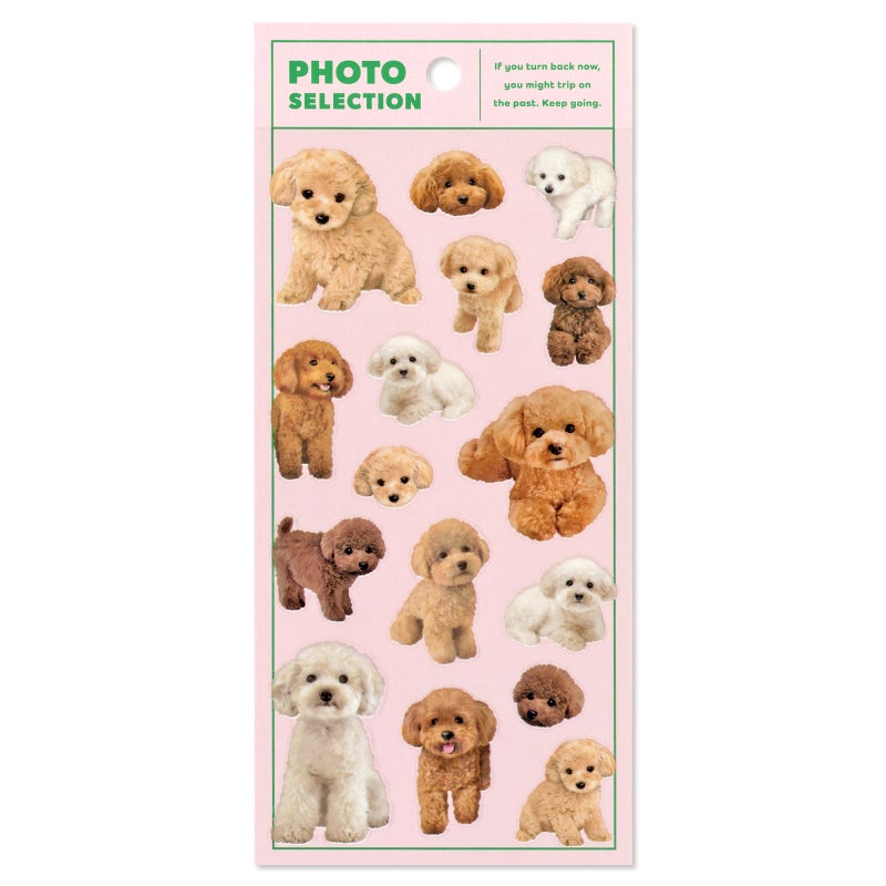 Mind Wave Photo Selection Stickers - Toy Poodle