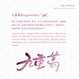 Lennon Tool Bar Bougainvillea - 30ml Bottled Ink